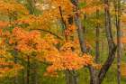 USA, Michigan, Ottawa National Forest. Scenic of maple leaves in autumn. Art Print